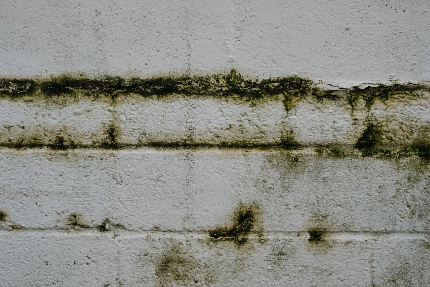 Dark mold growth on an interior wall